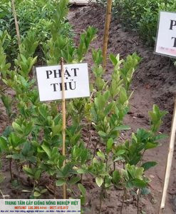 cây giống phật thủ
