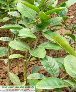 cây phật thủ