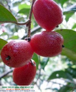 trái nhót ngọt mỹ