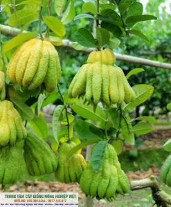 quả phật thủ